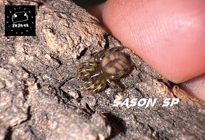 Sason.sp 珍宝