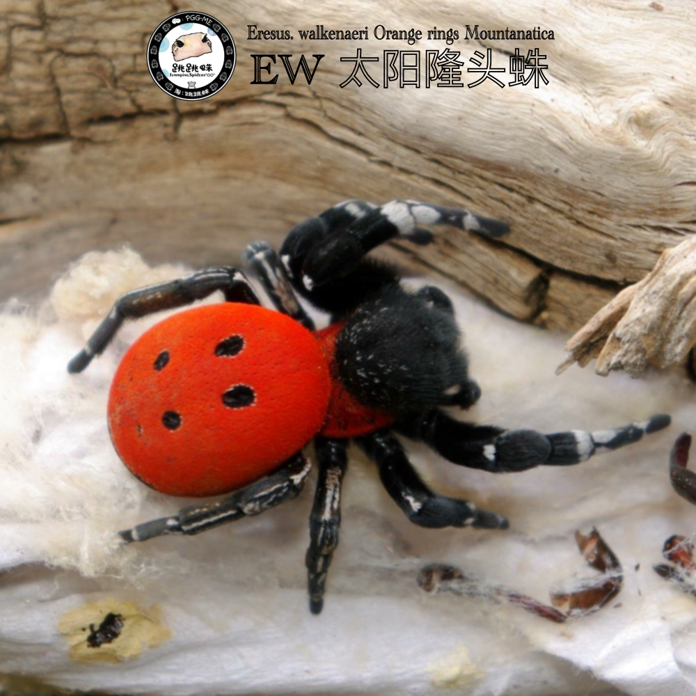 跳跳蛛 太阳隆头蛛