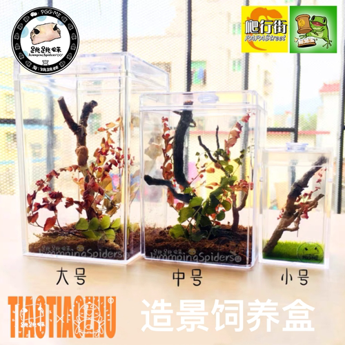 跳蛛饲养小型爬虫原创造景