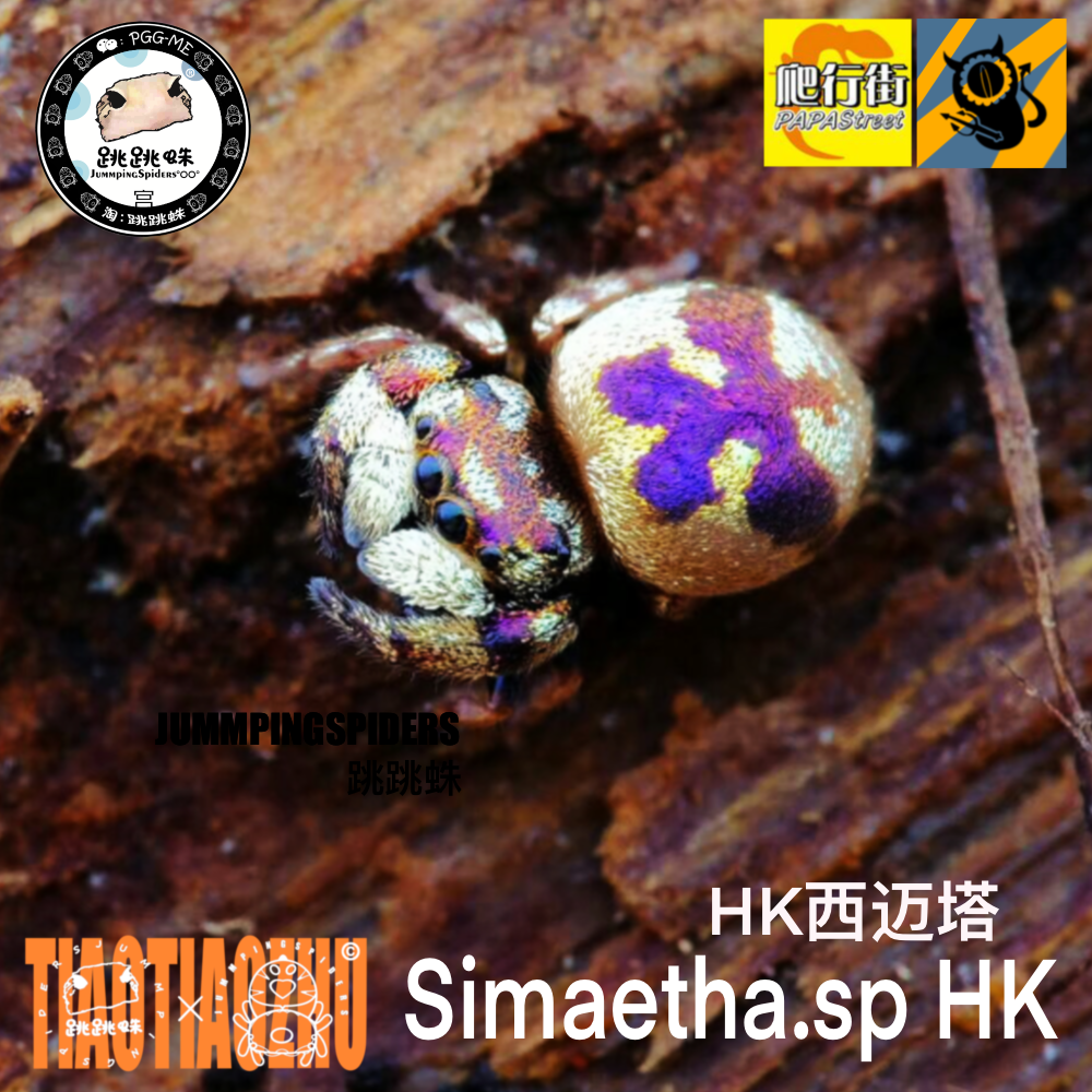 跳跳蛛 西迈塔跳蛛