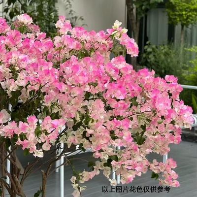 三角梅盆栽室内阳台庭院好养花卉