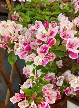 京东包邮【1漳红樱】三角梅盆栽室内阳台庭院好养花卉