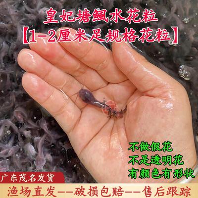 3万广东本地塘角鱼水花皇妃三代塘鲺鱼苗 三黄塘鲺水花苗胡子鲶鱼