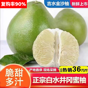 江西吉水井冈蜜柚金沙柚青皮柚子皮薄多汁当季新鲜营养水果孕妇果