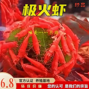 极火虾观赏虾淡水宠物虾活体鱼缸除藻水晶虾樱花虾冷水族耐活米虾