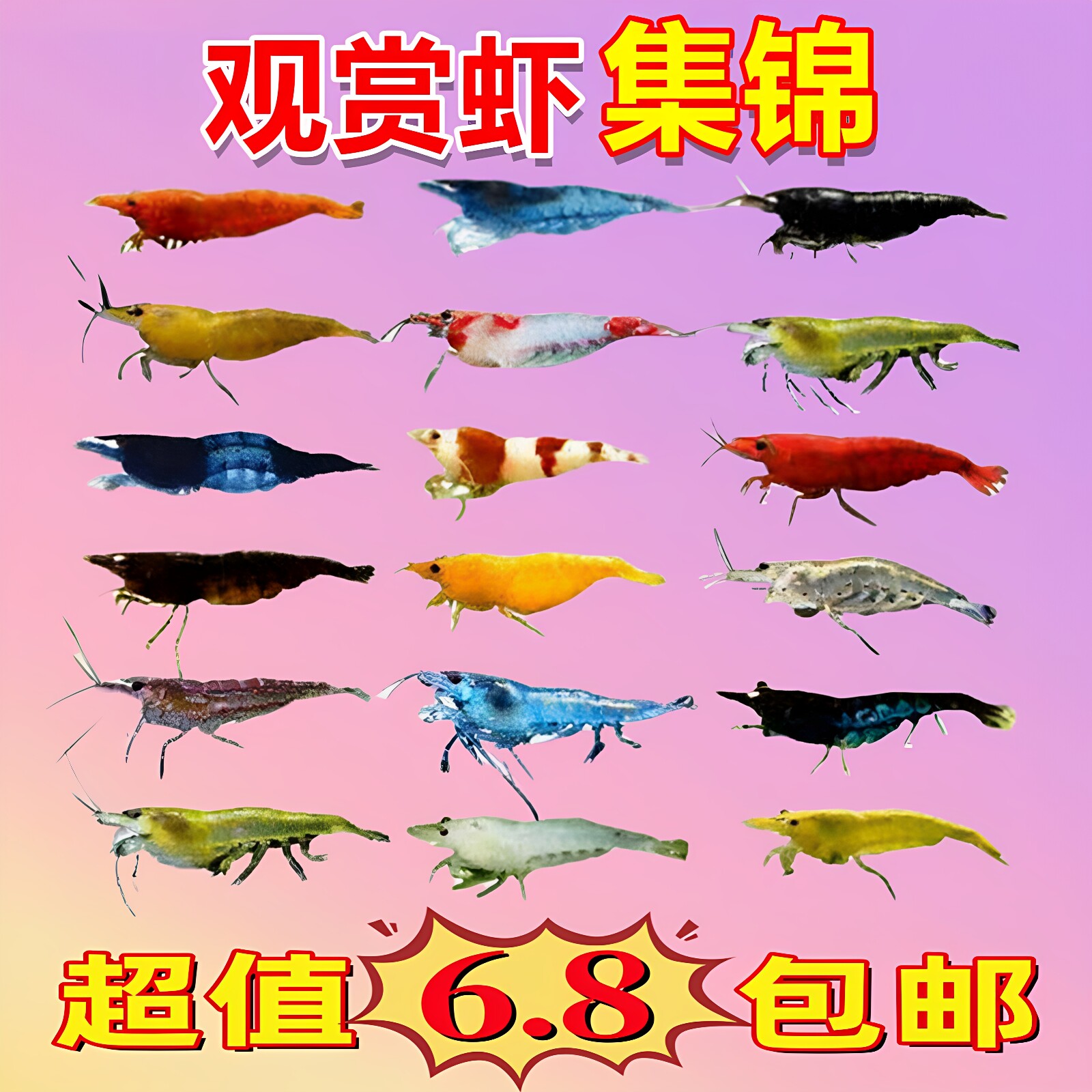 七彩观赏虾淡水族活体宠物虾除藻虾极火虾樱花虾蓝宝石黄金背米虾