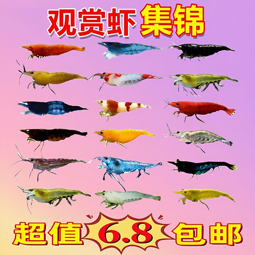 七彩观赏虾淡水除藻虾极火蓝宝石