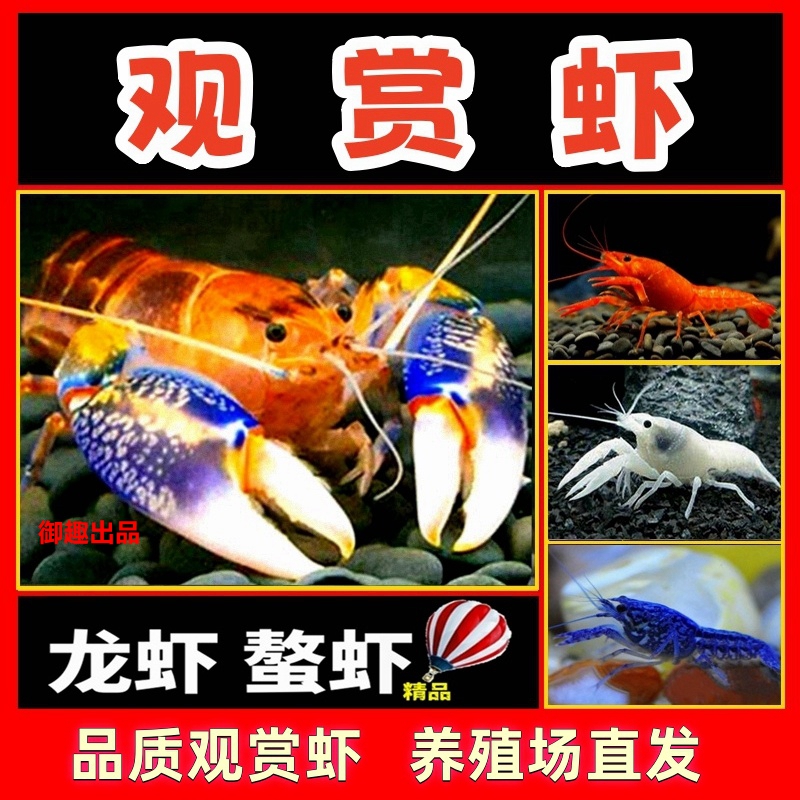 观赏虾淡水龙虾宠物鳌虾天空火山