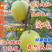 包邮 赵县雪花梨新鲜水果5斤9斤河北特产古树精品雪梨当季 现摘现发