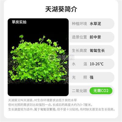 ADA香香草迷你天湖葵丹麦大香菇新E手水草水下叶淡水鱼缸造景装饰