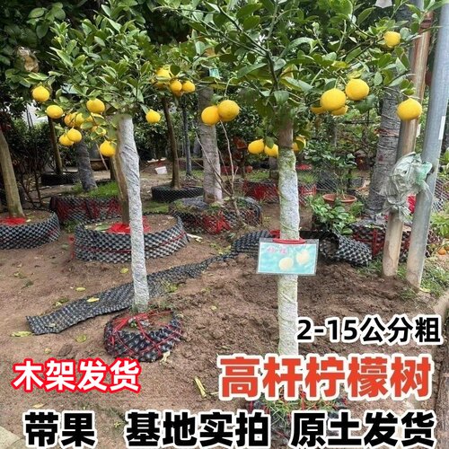 精品柠檬树盆栽带果高杆庭院大树老桩四季结果植物阳台客厅绿植