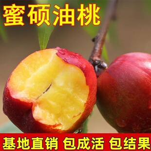 果树苗批 发桃树苗 特大淡季油桃-蜜硕油桃苗 嫁接蜜硕桃树苗包邮