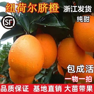 赣南脐橙苗纽荷尔脐橙苗嫁接橙子树苗 脐橙树苗当年结果带土包邮