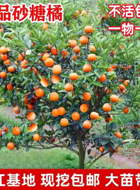 沙糖桔树苗地栽盆栽南方北方种植橘子树苗柑桔果树果苗嫁接砂糖橘