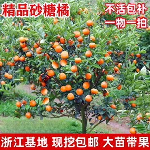 沙糖桔树苗地栽盆栽南方北方种植橘子树苗柑桔果树果苗嫁接砂糖橘