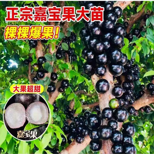 树葡萄苗果树嘉宝果苗正宗沙巴加宝果南北方四季庭院名贵种植盆栽