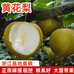 黄花梨树果苗南北方庭院耐寒特大号脆梨苗盆栽嫁接矮化当年结果