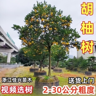 常山胡柚树苗嫁接柚子树苗庭院蜜柚特大胡柚苗南北方种植当年结果
