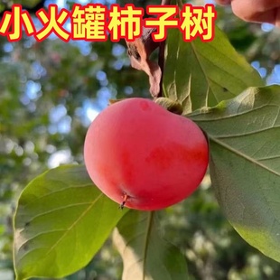 庭院柿子树小火罐柿子果苗南北方地栽红灯笼柿子树苗盆栽当年结果