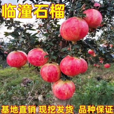 陕西临潼大石榴树石榴苗庭院果树