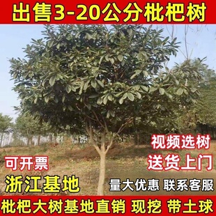 特大枇杷树果苗大五星枇杷嫁接苗庭院白玉枇杷苗大树当年结果带土