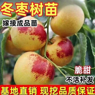 冬枣树苗嫁接特大脆甜枣树活苗北方南方种植庭院果树果苗当年结果
