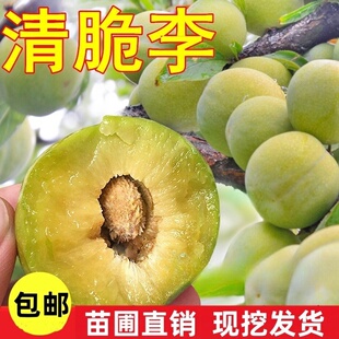 四川清脆李子苗脱骨李苗空心李子苗脆红李树苗 晚熟清脆李苗包邮