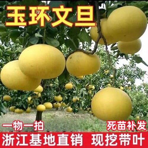 玉环文旦柚苗 嫁接柚子树苗 文旦柚树苗 庭院特大果树苗当年结果