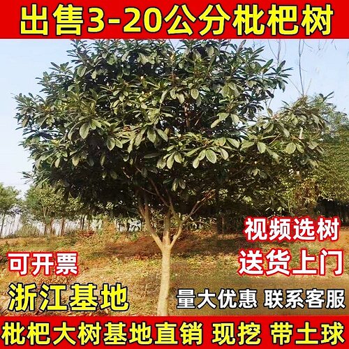 特大大五星白枇杷树苗庭院果苗