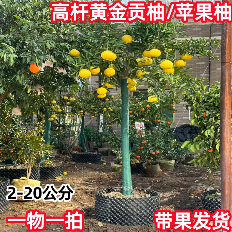 特大黄金贡柚树春香甜桔柚苗南方种植庭院盆栽象山青苹果柚果树苗