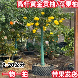特大黄金贡柚树春香甜桔柚苗南方种植庭院盆栽象山青苹果柚果树苗