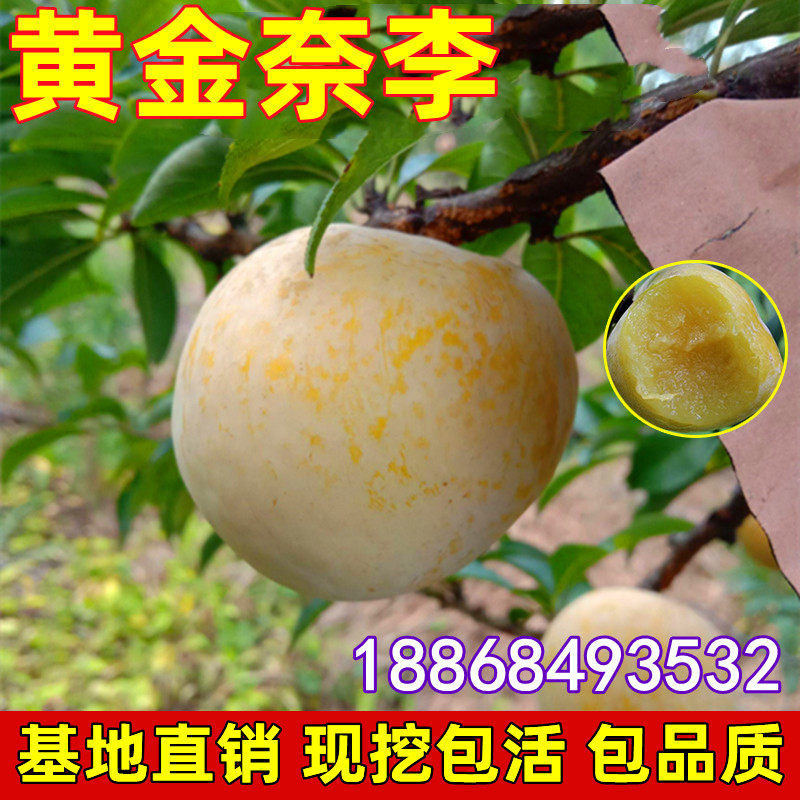 嫁接黄金奈李子树苗当年结果脆李南方种植嫁接油奈李子苗北方种植