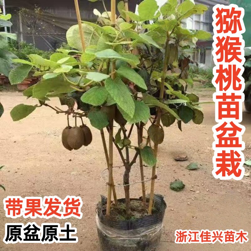 猕猴桃树果苗盆栽嫁接苗带花苞原盆原土发货耐寒爬藤果树图片