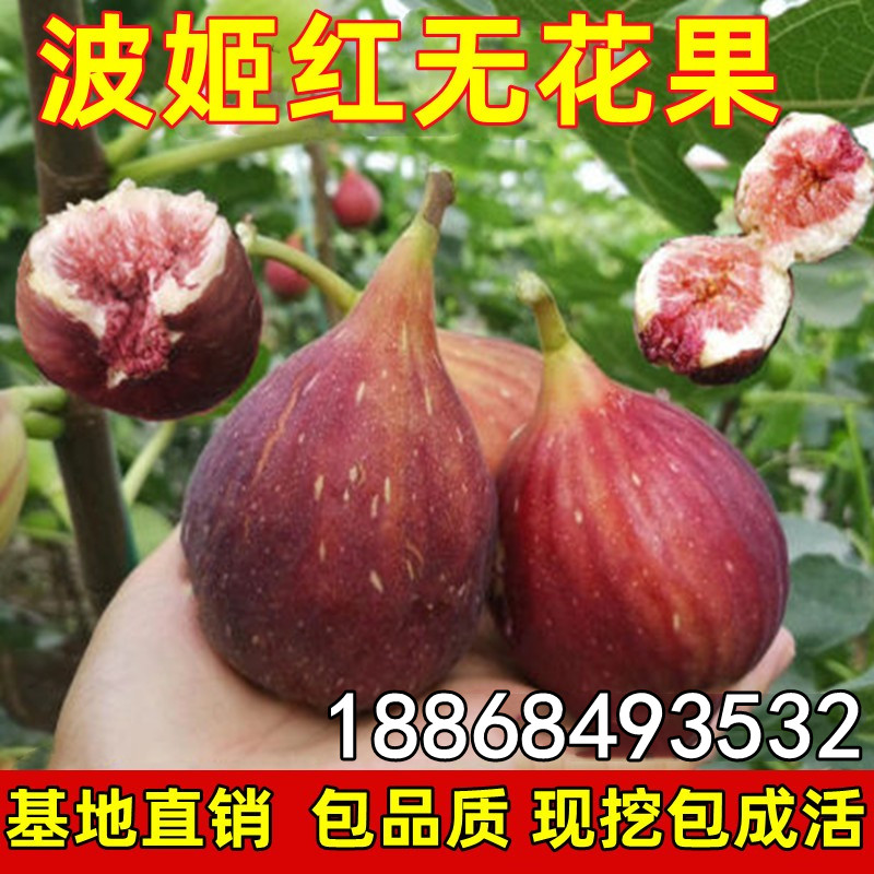 正宗台湾波姬红无花果苗盆栽无花果树苗南北方种植果树苗当年结果 鲜花速递/花卉仿真/绿植园艺 果树 原图主图