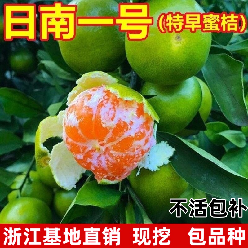 特早熟蜜桔子树苗 日南一号 云南特早熟蜜桔树苗 薄皮橘子苗包邮