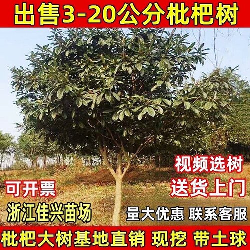 特大大五星白枇杷树苗庭院果苗