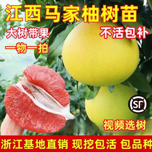 马家柚子树苗南北方庭院地栽大苗带果盆栽超特大带土红心当年结果