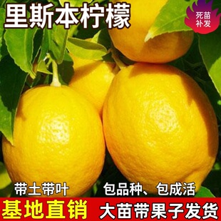 里斯本柠檬树苗绿植盆栽地栽室内客厅阳台庭院特大果植物四季结果