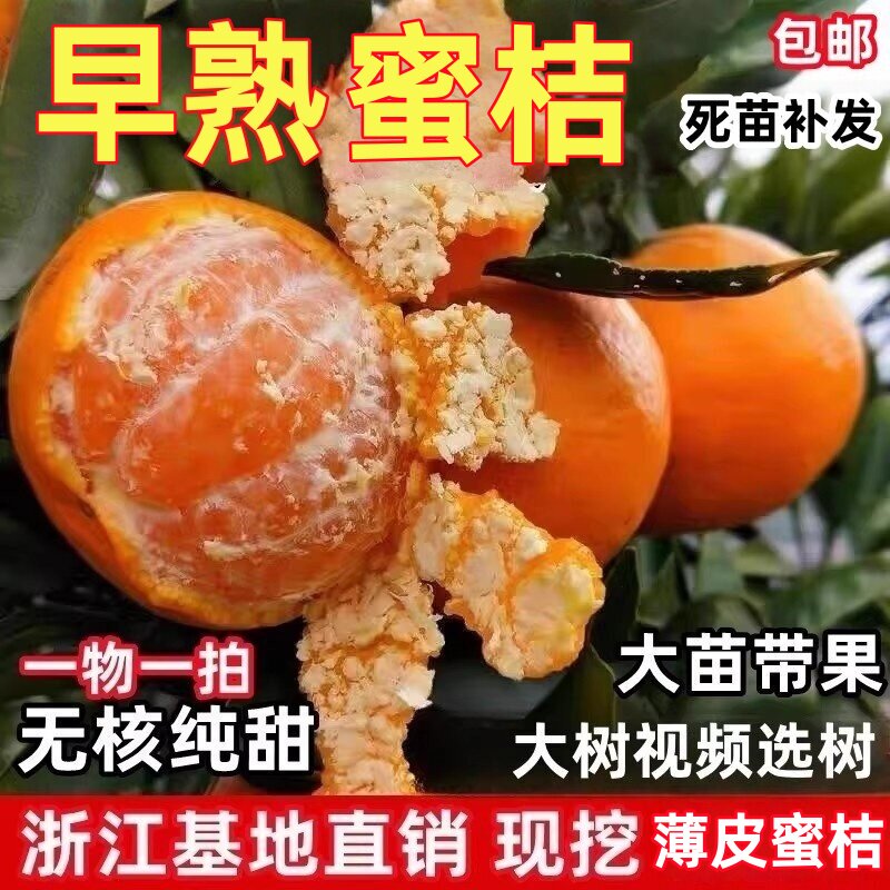 黄岩嫁接蜜橘树苗 宫川无核蜜桔庭院大果树 早熟柑橘树苗当年结果