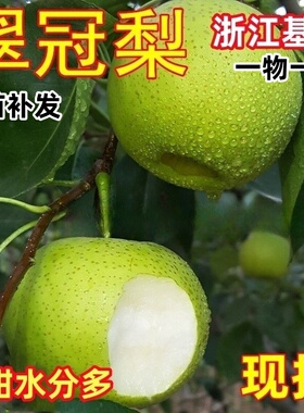 翠冠梨树果苗南北方庭院地栽种植特大果树苗盆栽嫁接活苗当年结果
