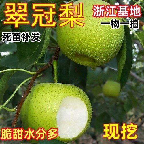 翠冠梨树果苗南北方庭院地栽种植特大果树苗盆栽嫁接活苗当年结果