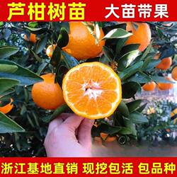 椪柑苗芦柑桔子苗 岩溪晚芦 晚熟椪柑橘子苗盆栽地栽嫁接芦柑苗