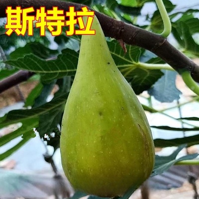 云南盆栽地栽无花果树苗新品种