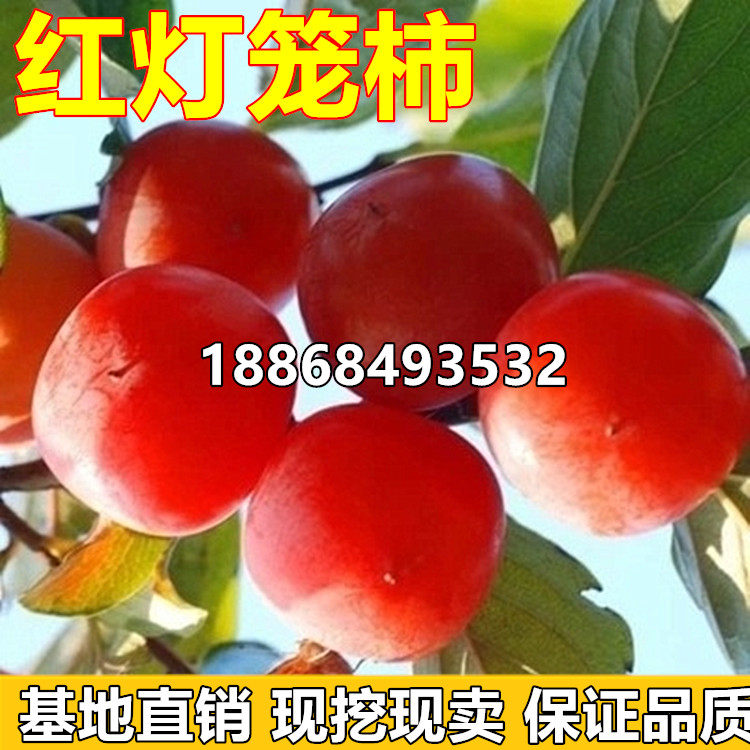 南北方果树苗 中农红灯笼柿树苗 细软多汁 嫁接柿子树苗当年结果