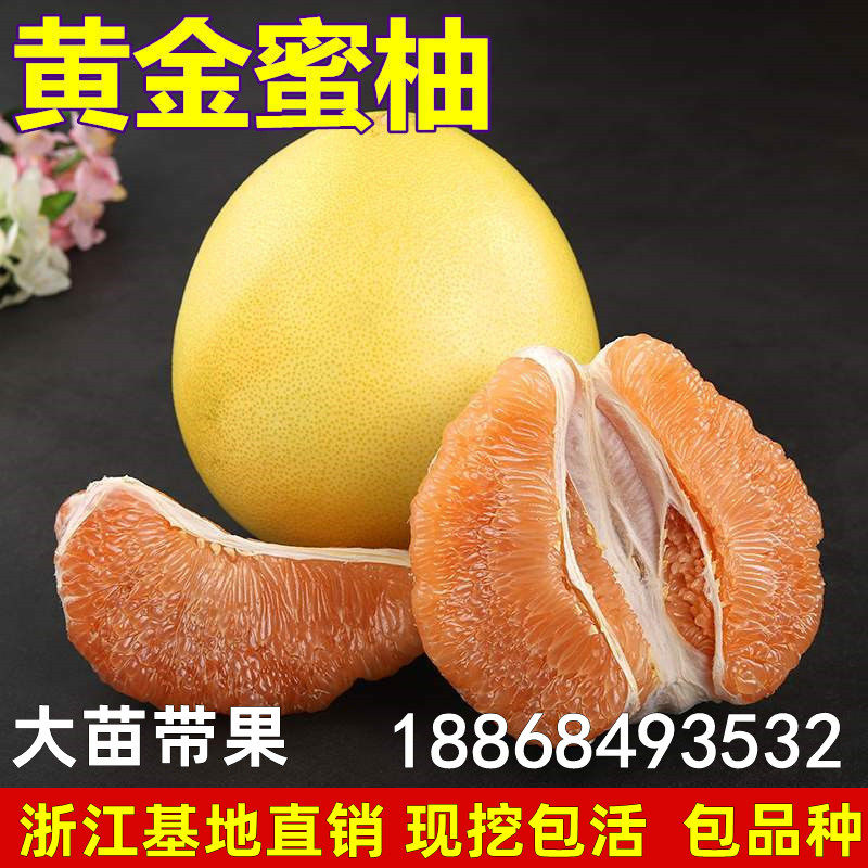 黄金蜜柚苗 嫁接柚子苗 黄肉柚子树当年结果南方北方种植盆栽地栽