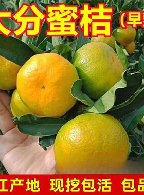 嫁接桔子苗特早熟蜜桔大分一号柑橘树苗盆地栽南北方种植当年结果