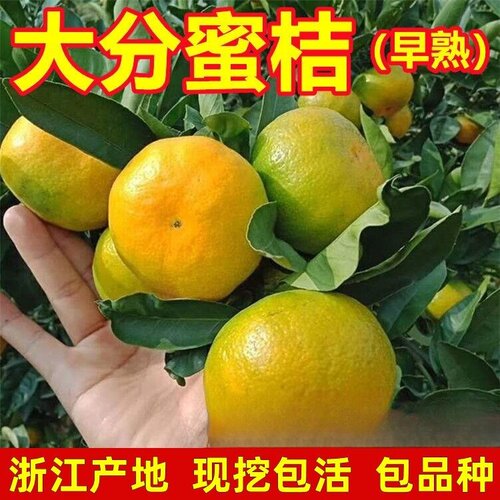 嫁接桔子苗特早熟蜜桔大分一号柑橘树苗盆地栽南北方种植当年结果