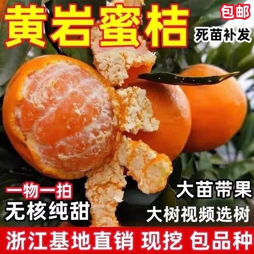 黄岩蜜橘树苗 宫川无核蜜桔庭院大果树 嫁接早熟柑橘树苗当年结果