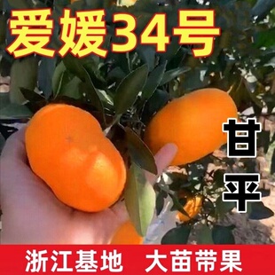 爱媛34号苗 桔子甘平苗树苗 高端柑橘新品晚熟杂柑果树苗桔子种苗