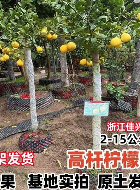 精品柠檬树盆栽带果高杆庭院大树老桩四季结果植物阳台客厅绿植